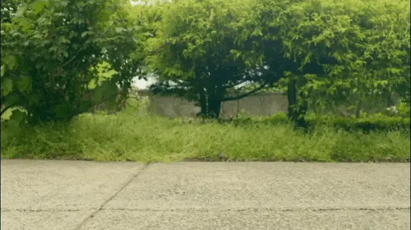 Pathway covered with green grass and shrubs, showcasing a lush outdoor environment.