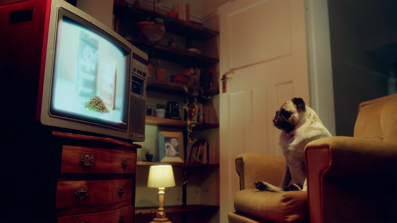 Pug dog watching TV in a cozy living room setting.