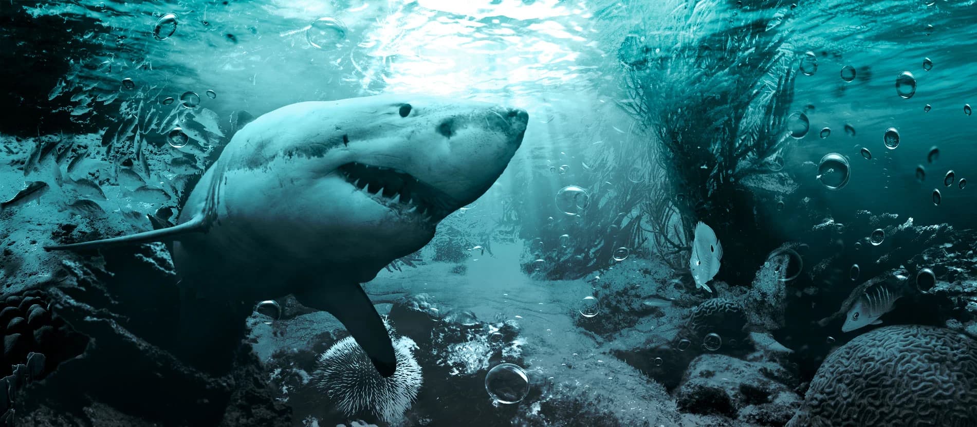 Underwater image of a shark amidst bubbles and coral, showcasing marine life and oceanic depth.